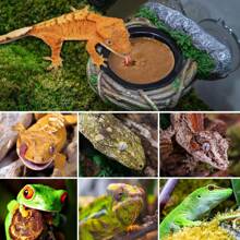 REPTI ZOO Crested Gecko Feeding Ledge, Reptile Water Food Dish For Bearded Dragon Lizard Snake Turtle, Vine Reptile Feeder Bowl Terrarium Tank Decor Accessories - Single Feeder - View 8