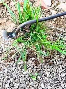 1 pezzo - Strumento di rimozione delle erbacce e delle radici da giardinaggio con lungo manico, estrattore manuale di alta qualità e pettine coltivatore da giardino, adatto per la potatura giornaliera, il giardinaggio, il frutteto, e la rimozione delle erbacce e il diserbo del suolo nei terreni agricoli - Argento - Visualizzare 6