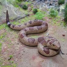 1Pc Realistic Fake Snakes Toy, Soft Rubber Snake Figure Garden Snake, Scare Birds And Squirrels Python Action Model Snake Toy Figurines Halloween Prank Props - Brown - View 1