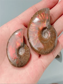 1pc Natural Spotted Snail Fossil Spiroceras Conch Fossil Mineral Specimen Raw Stone - Natural Colorful Conch Fossil Snail Ammonite Conch - View 3