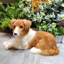 1:1 Furry Simulated Shepherd Dog Decoration Realistic Animal Puppy Props - Orange - View 8