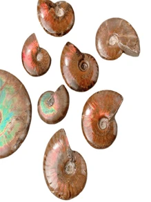 1pc Natural Spotted Snail Fossil Spiroceras Conch Fossil Mineral Specimen Raw Stone - Natural Colorful Conch Fossil Snail Ammonite Conch - View 4