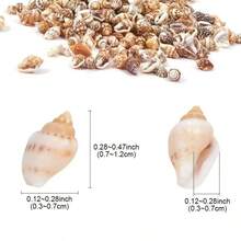 1 盒（3.3 英寸 * 2.52 英寸）天然无钻贝壳，适用于水族馆装饰和留言瓶工艺品 - 彩色 - 查看 3