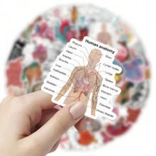 50 Miếng dán giải phẫu thú vị, Miếng dán giải phẫu sinh học dành cho học sinh, giáo viên, Miếng dán vinyl chống thấm nước cho chai nước, máy tính xách tay, sổ lưu niệm, miếng dán giải phẫu người - Trộn màu sắc - Xem 3