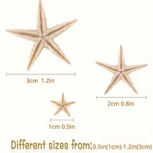 50 piezas Artesanía de playa con estrellas de mar y conchas pequeñas naturales (de 0.5 pulgadas a 1.2 pulgadas) para decoración de acuarios y paisajismo de peceras - Multicolor - Ver 6
