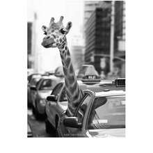 1PC Black And White Travel Landcape Posters Alpaca Giraffe Canvas Painting Street Photography Pictures Home Decor , No Frame