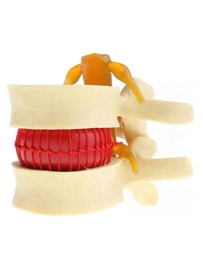 Modelo De Disco Lombar Espinhal Humano