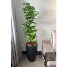 Vases - Negro - Ver 5