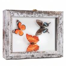 1入組簡約風格白色仿舊昆蟲標本展示盒，尺寸7.1*9.2*2.45 英寸，可掛於牆面收藏蝴蝶標本，上部配有防紫外線保護丙烯酸蓋板和EVA泡沫釘板及3種尺寸的釘子（不包括蝴蝶） - 做舊白 - 查看 6