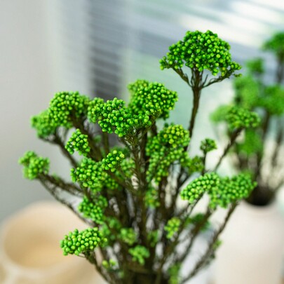 30/60g getrockneter Rispenhirseblüten-Strauß für Heim- und Hochzeitsdekoration, 100% Reisblumen, langanhaltend Blumen für Vasen-Arrangements, Heimdekoration, Fotorequisiten, Partys und Hochzeiten, DIY