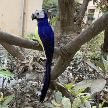 逼真的活潑25/35cm模擬鸚鵡羽毛玩具 - 生動的花園裝飾 - 經久耐用的草坪雕像，適合愛鳥人士