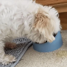 1 chiếc bát đựng thức ăn cho thú cưng nghiêng 15° bằng thép không gỉ dành cho người yêu mèo/chó và chó/mèo mẹ yêu thích với thiết kế chống trượt và chống tràn, chân đế nâng cao và có thể tháo rời để dễ dàng lấy thức ăn, dành cho người yêu mèo và người yêu mèo và người yêu chó và người yêu chó mẹ yêu thích - Nhiều màu - Xem 9