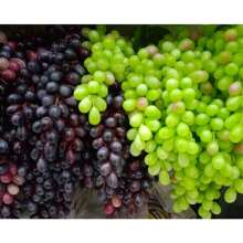 Artificial Plants - Màu tím - Xem 3