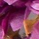 Red Violet