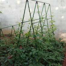 20PCS 8mm Plant Climbing Pergola Garden Support Plastic-Steel Tube Plant Support Climbing Pergola Flower Support Pole