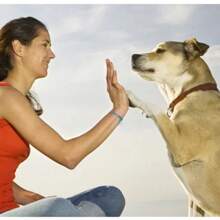 Plato doble para mascotas Normal y Alimentación lenta, Comedero para perros Antiasfixia y alimentación lenta para promover una mejor digestion. - Gris - Ver 5