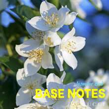 Gucci Perfumes - Floral - Ver 4