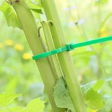 100 Chiếc Dây Buộc Vườn, Quấn Cây, Cố Định Cây, Chăm Sóc Vườn, Sử Dụng Kệ Để Cây Trong Chậu Cố Định - Nhiều màu - Xem 3