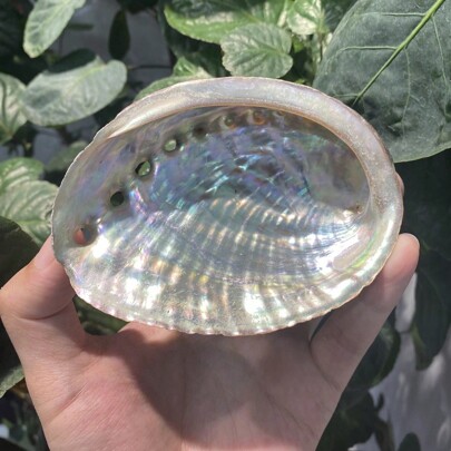 1pc Natural Abalone Shell, Home Decoration, Seashell For Aquarium Decoration, Sage Burning, DIY Crafts Best Gifts Birthday Graduation