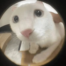 1pc 3-In-1 Mobile Phone Lens With Macro, Fish-Eye And Telephoto Functions, 180° Wide Angle, Selfie Stick Accessory - Multicolor - View 2