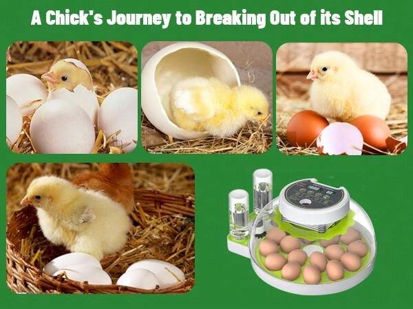 Egg Incubator With Humidity Display, 18 Eggs, Incubators For Hatching