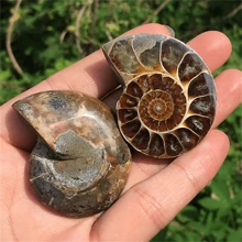 1pc Natural Cut Nautilus Fossil Specimen From Madagascar, Mineral & Crystal Healing, Feng Shui Energy, Crystal Gift, Home Decor; Size: 3-4cm/6-7cm/10-12m/14-16cm; Each Natural Fossil Is Unique, Random Shipment - Ammonite - View 3