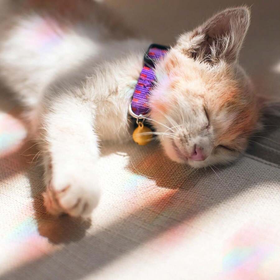 4 Sheets Anti Collision Window Clings, Window Decals To Prevent Bird