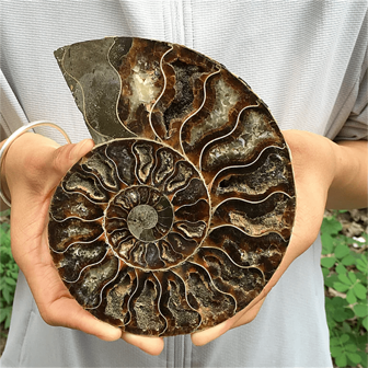1pc Natural Cut Nautilus Fossil Specimen From Madagascar, Mineral & Crystal Healing, Feng Shui Energy, Crystal Gift, Home Decor; Size: 3-4cm/6-7cm/10-12m/14-16cm; Each Natural Fossil Is Unique, Random Shipment