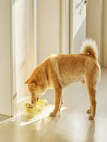 1 Bát Cho Mèo, Bát Ăn Chống Tràn Cho Thú Cưng Nước Uống Và Đĩa Thức Ăn, Bảo Vệ Cột Sống, Bát Ăn Cho Chó Mèo - Nhiều màu - Xem 6