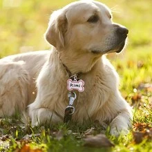 1 Thẻ thú cưng có mặt dây chuyền hình xương được cá nhân hóa, có chuông và tên/thẻ ID cho vòng cổ chó hoặc vòng cổ mèo, món quà tuyệt vời cho thú cưng với bao bì tinh tế - Hồng - Xem 4