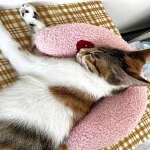 1 con búp bê nhồi bông cho thú cưng, búp bê gối nhồi bông cho chó quanh năm, gối cổ hình chữ U cho mèo để hỗ trợ cổ, búp bê thú cưng - Nhiều màu - Xem 4