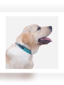 1pc Bestselling Adjustable Pet Collar With ID Tag, Essential Dog Training Leash Accessory - Pink - View 3