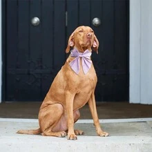 Elegant Dog Engraved Collar Solid Color Bowtie Customized Pet Collar Adjustable Neck Strap, Anti-Lost - Purple - View 4