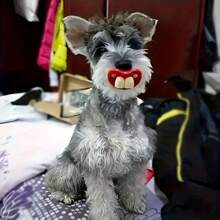 1pc Prank Lips Big Teeth & Buck Teeth Pacifier Toy For Dogs - Fun Pacific Shape Interactive Red Lip Toy For Playtime And Dental Health, Durable Material, Suitable For Small Breeds (Multiple Color Combinations, Random Color Delivery) - Multicolor - View 1