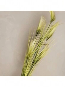 Planta Permanente Capim Pampas Palha