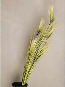 Planta Permanente Capim Pampas Palha