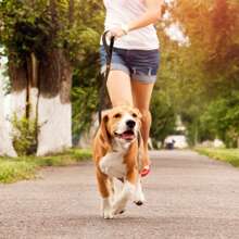 Lynxking 1入柔韌綁帶狗繩，搭配反光條紋和D環，適用於小型、中型和大型犬 - 棕色 - 查看 8