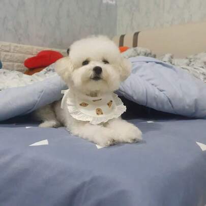 1pc INS Korean Style Pet Bib, Fashionable Poodle Saliva Bib, Small Dog Teddy Pet Supplies, Cartoon Cute Cat Printed Washable Pet Scarf, Dog Christmas Halloween Pet Bandana