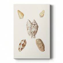 Pastel Knorr Shells VI Premium Gallery Wrapped Canvas - Ready To Hang