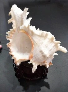 1 件天然海螺壳、蜗牛材料、菱形枕、水族箱装饰、鱼缸装饰，适用于家居装饰、卧室装饰和海洋主题装饰最佳礼物 - 彩色 - 查看 5