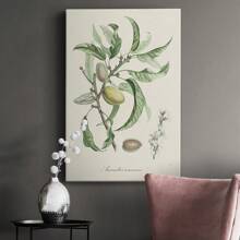 Antique Almond Botanical IV Premium Gallery Wrapped Canvas - Ready To Hang - 24X36英寸 - 查看 7