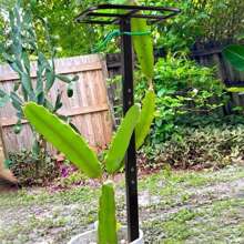 Premium Dragon Fruit Trellis - Durable Metal Trellis For Vertical Gardening And Climbing Plants - 12in X 12in X 50in - Black - View 4