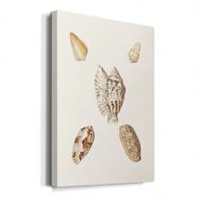 Pastel Knorr Shells VI Premium Gallery Wrapped Canvas - Ready To Hang