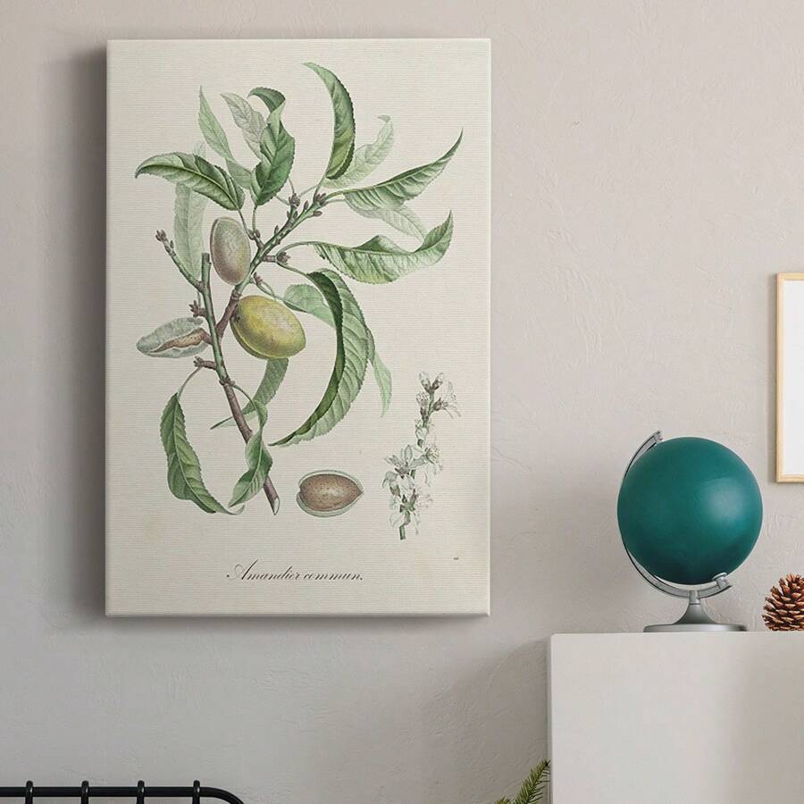 Antique Almond Botanical IV Premium Gallery Wrapped Canvas - Ready To Hang - 24X36英寸 - 查看 1