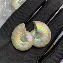 El cuarzo cristalino tiene grietas naturales, no daños. Fósil de amonita nautilus genuino - Maravillas desenterradas, muestra el arte de la naturaleza, decoración del hogar deslumbrante, surtido de tamaños y diseños, Hazlo tú mismo - Multicolor - Ver 3