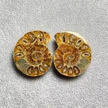 El cuarzo cristalino tiene grietas naturales, no daños. Fósil de amonita nautilus genuino - Maravillas desenterradas, muestra el arte de la naturaleza, decoración del hogar deslumbrante, surtido de tamaños y diseños, Hazlo tú mismo - Multicolor - Ver 7