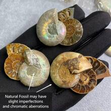 El cuarzo cristalino tiene grietas naturales, no daños. Fósil de amonita nautilus genuino - Maravillas desenterradas, muestra el arte de la naturaleza, decoración del hogar deslumbrante, surtido de tamaños y diseños, Hazlo tú mismo - Multicolor - Ver 2