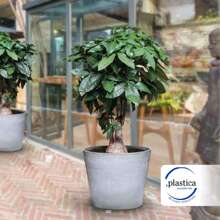 Interior Flower Pots & Planters - Nhiều màu - Xem 4