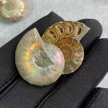 El cuarzo cristalino tiene grietas naturales, no daños. Fósil de amonita nautilus genuino - Maravillas desenterradas, muestra el arte de la naturaleza, decoración del hogar deslumbrante, surtido de tamaños y diseños, Hazlo tú mismo - Multicolor - Ver 5