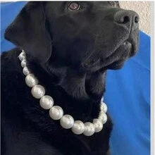 1入組小/中型犬頸圈，可愛的寵物項鍊適用於泰迪熊、法國鬥牛犬、哈巴狗等。使用人造珍珠鏈，總長度約32cm，適用於女孩貓咪 - 白色 - 查看 8